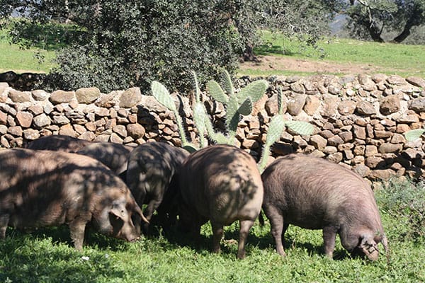 cerdos jamones ibericos